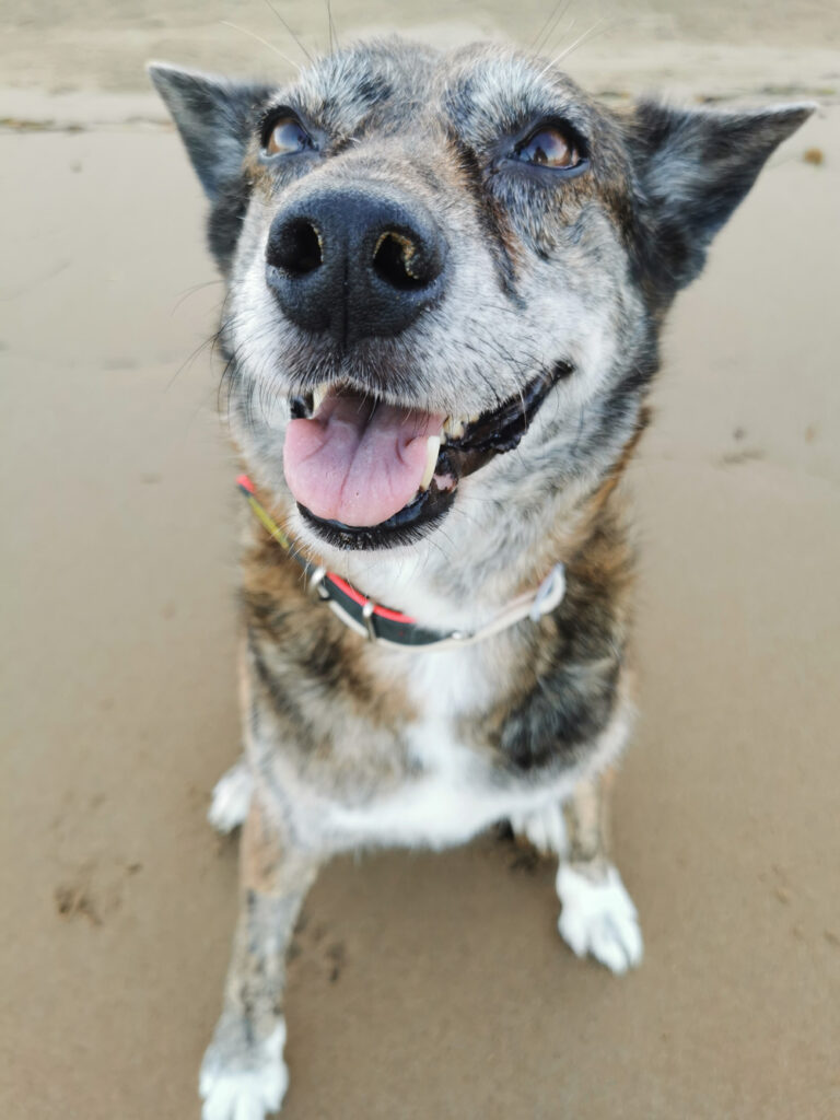 Il lutto per un cane: la storia di Futura e Laura